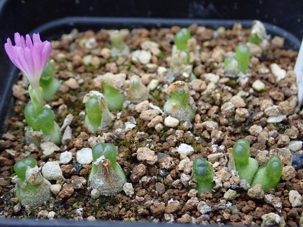 コノフィツム ボルシアエ(bolusiae)