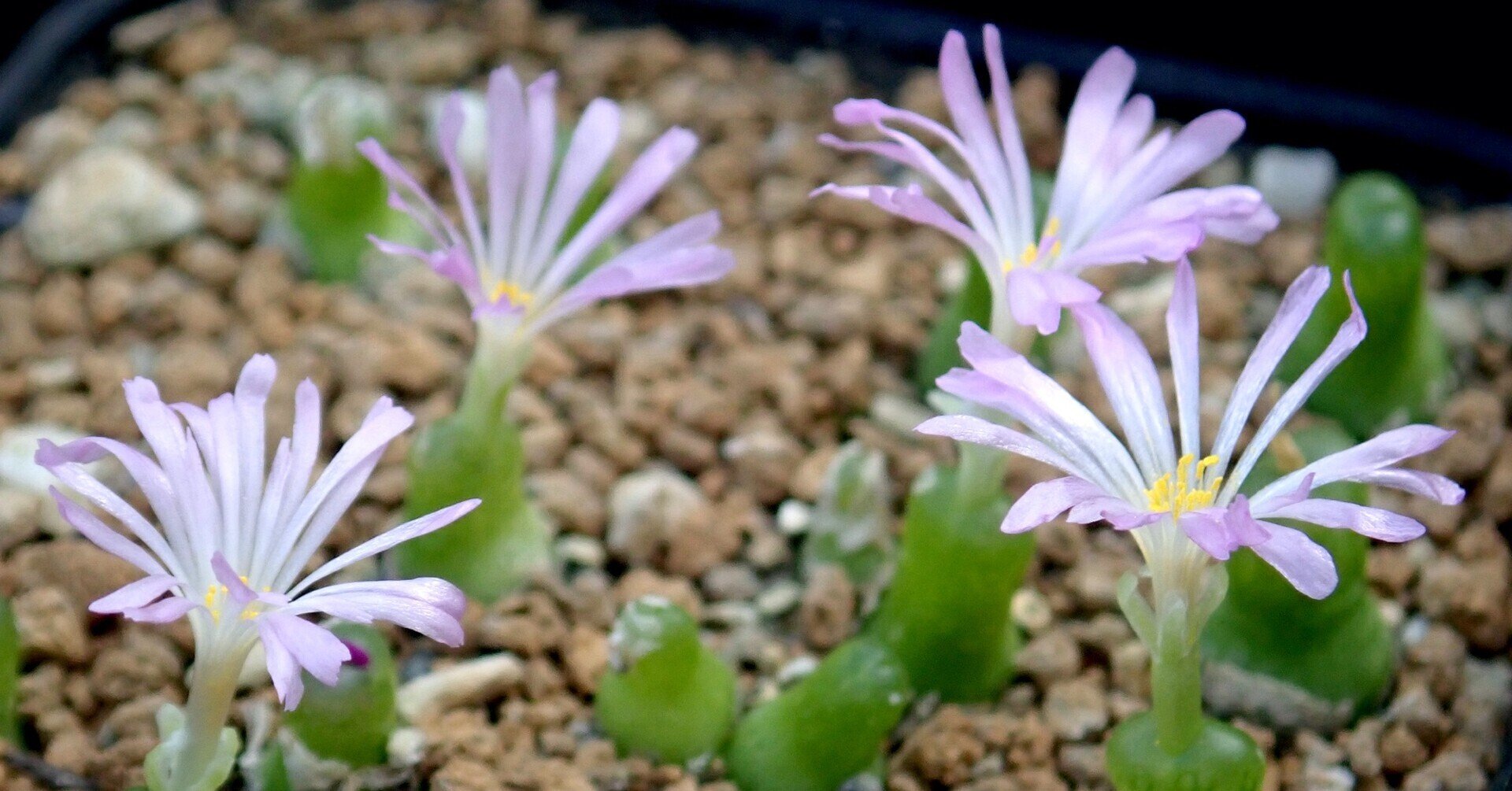 コノフィツム　アカベンセ群生株　8苗セット コノフィツム アカベンセ群生株セット