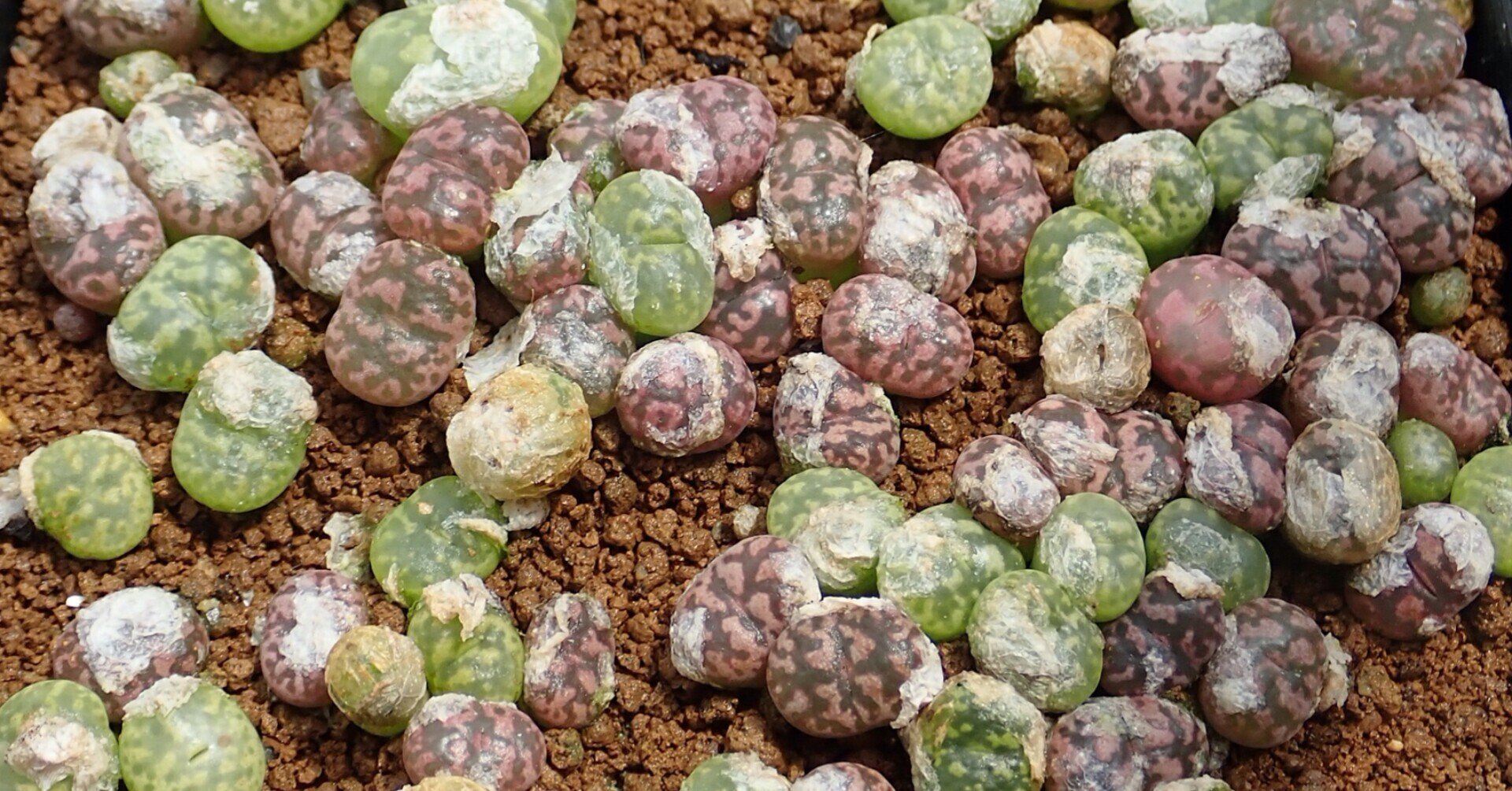 ☆12-実生 コノフィツム マウガニー Conophytum maughanii