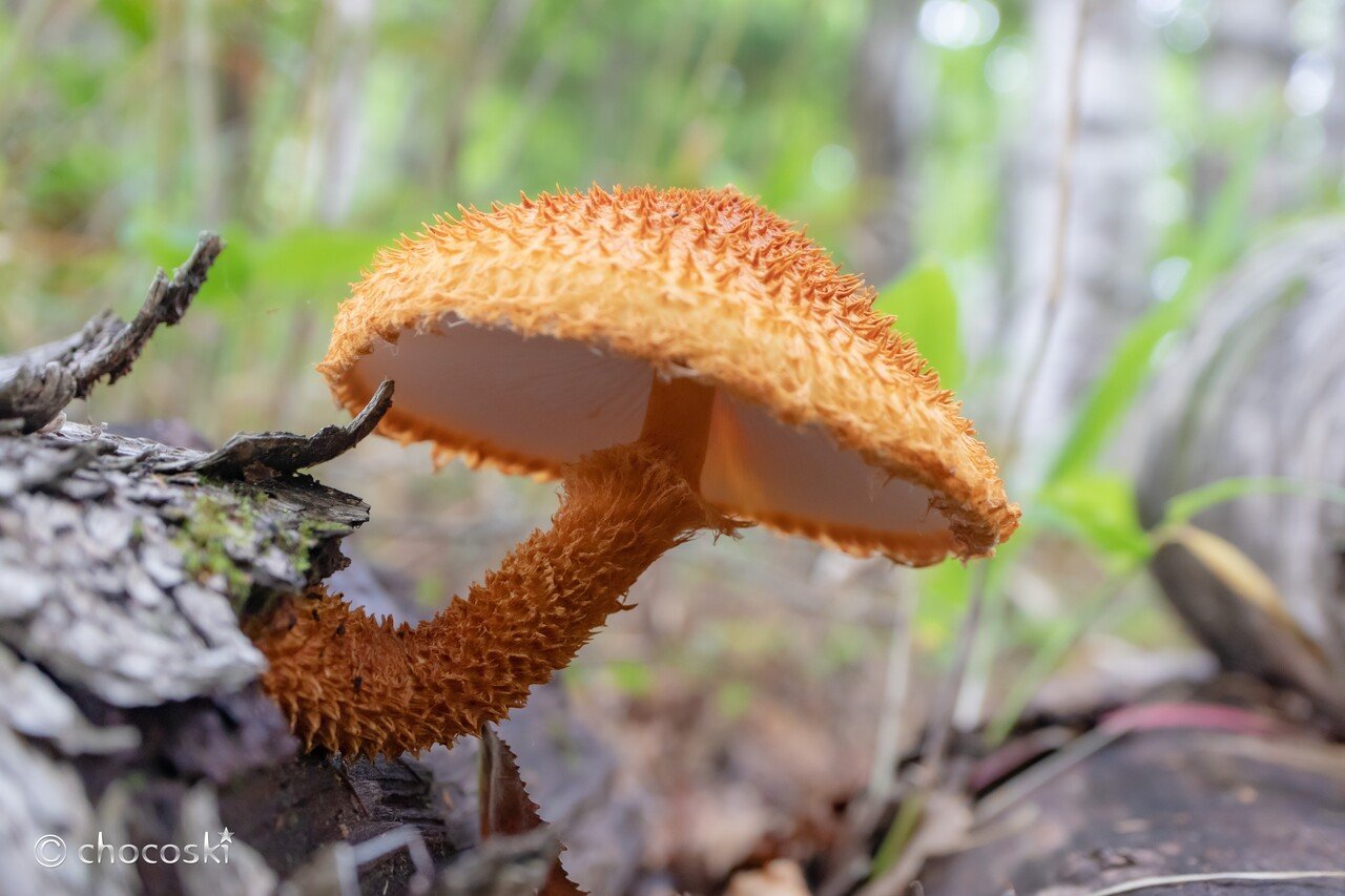 きのこ散歩＊2021/8/22八ヶ岳北麓・その1｜ちょこすき～☆きのこ