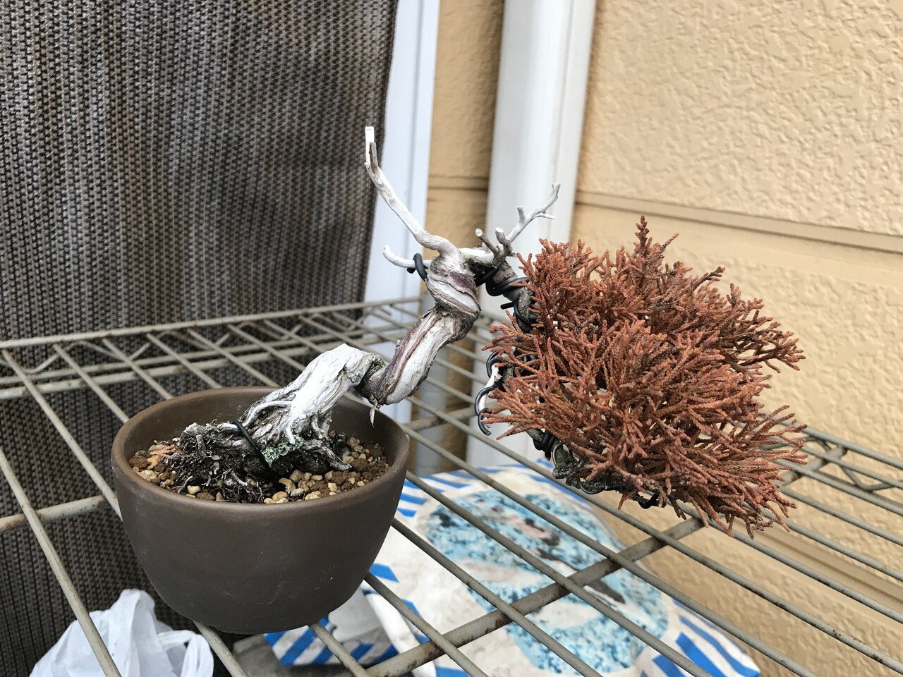 夏季休暇で真柏が枯れたらコーデックスという新しい世界を見つけた