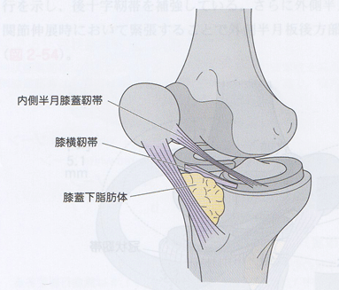 膝OAのマーカー確認 膝関節用サポーター ファシリエイドサポーター 膝ショートM