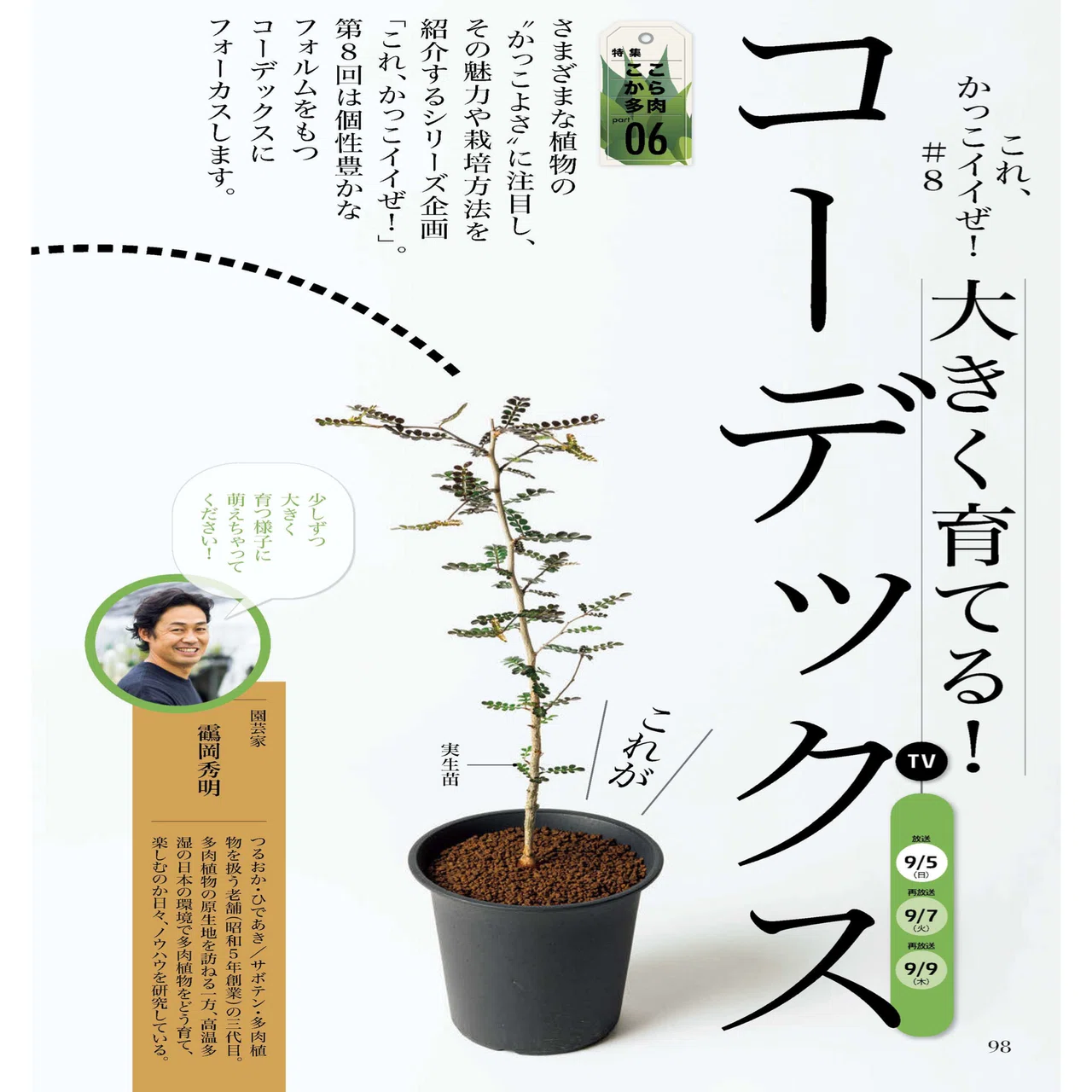 夏季休暇で真柏が枯れたらコーデックスという新しい世界を見つけた