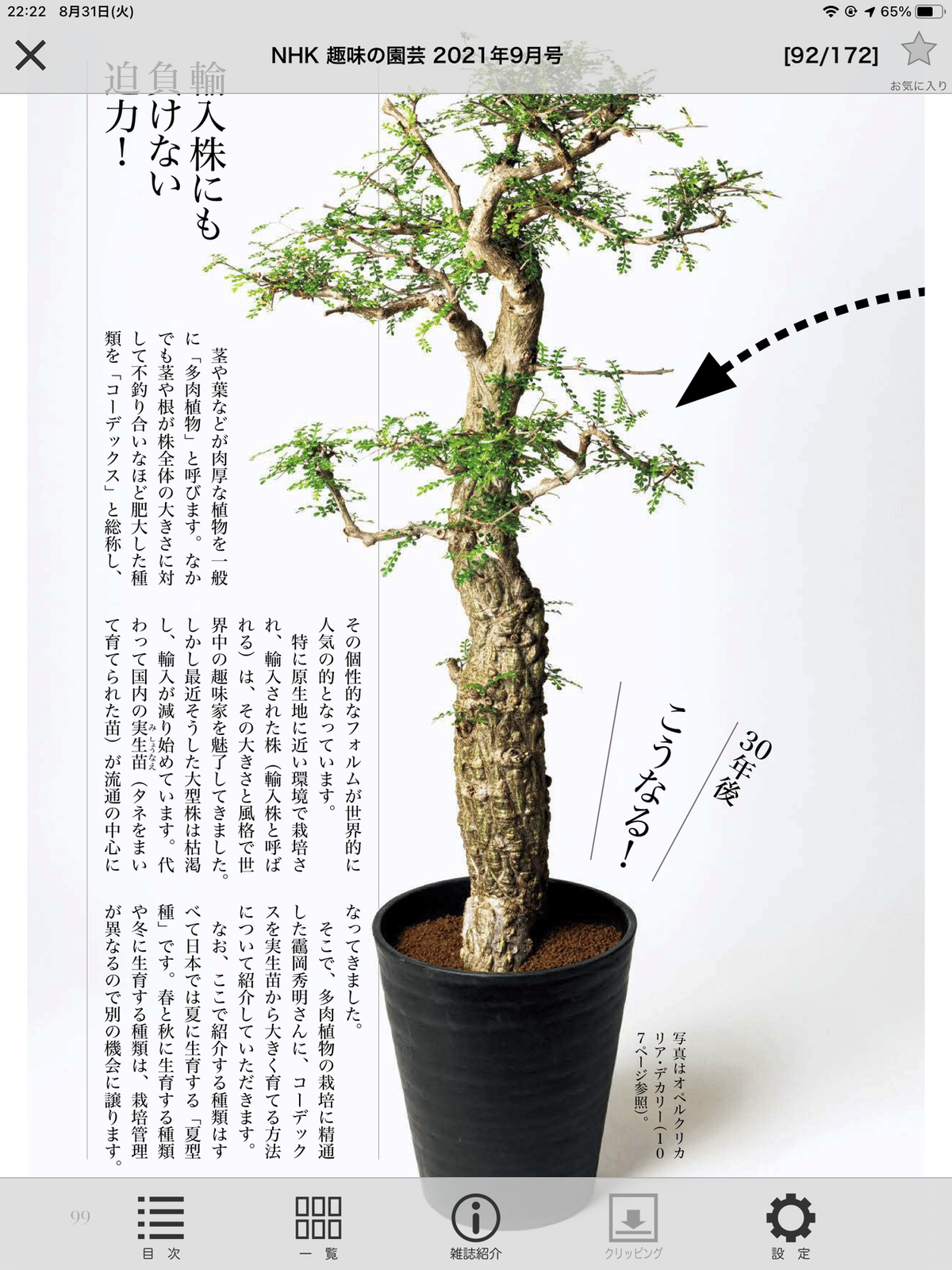 盆栽]真柏/コレはどこにいっても無いですよ。 雑誌/定期購読の