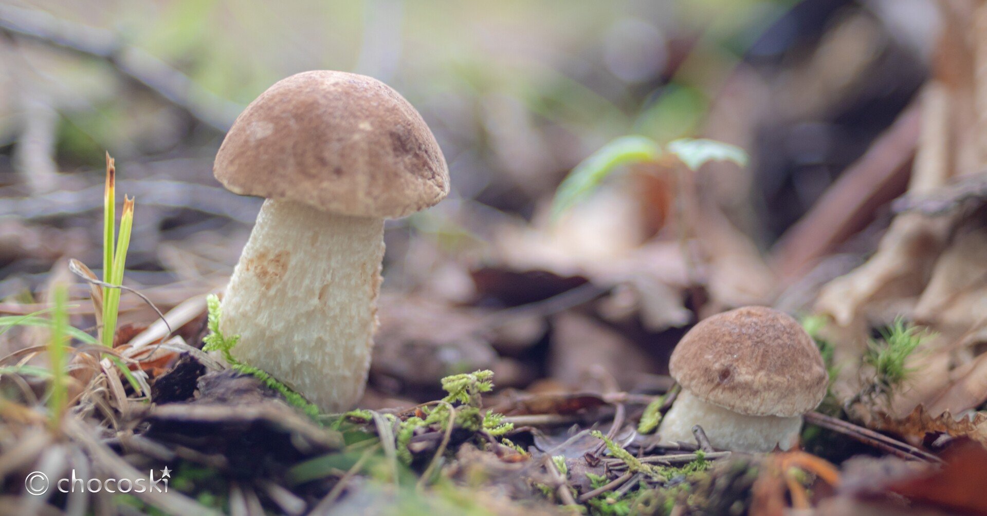 きのこ f45d721055b5ede37be8761d70ace0