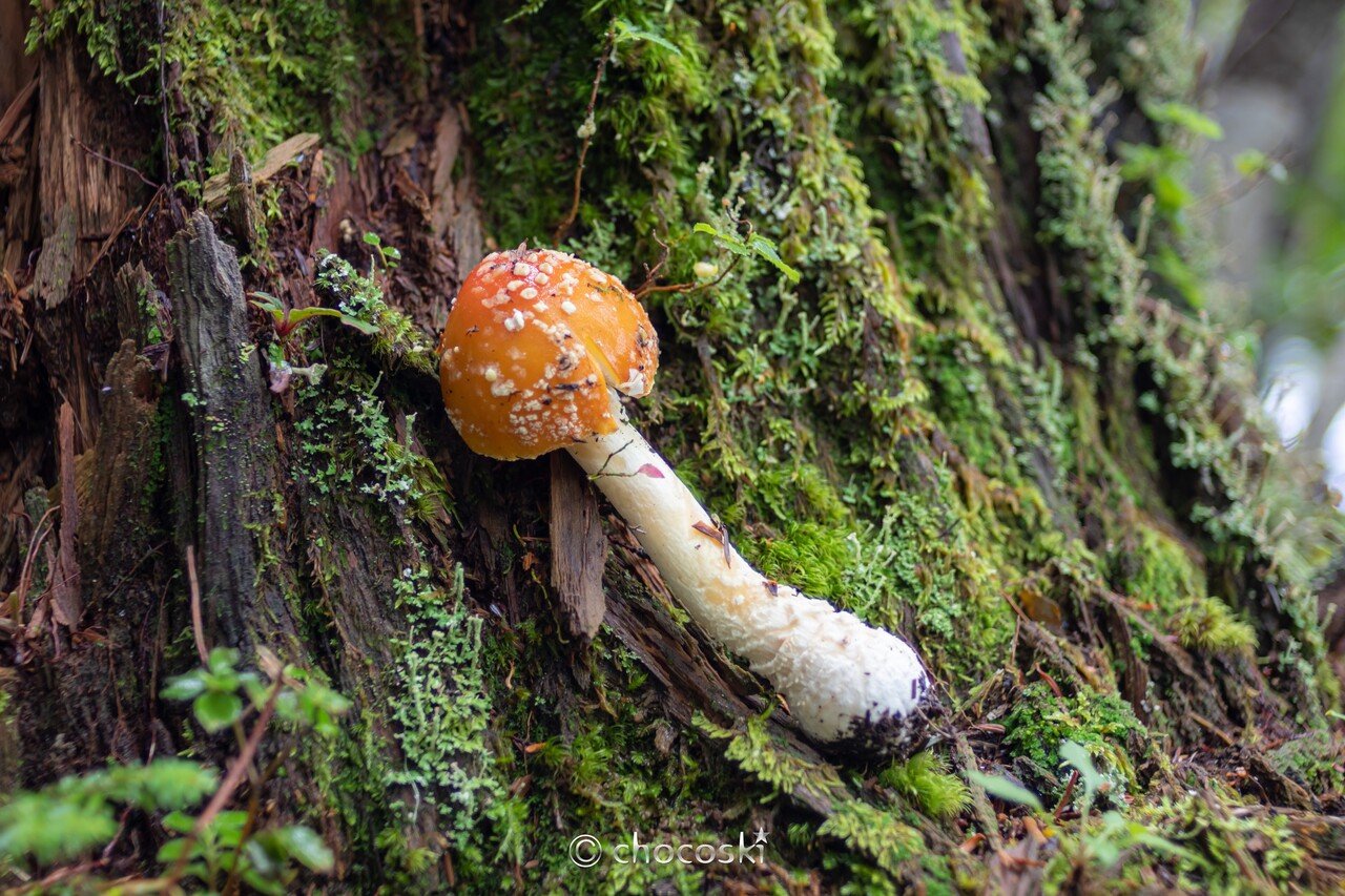 きのこ h2383-1.jpg