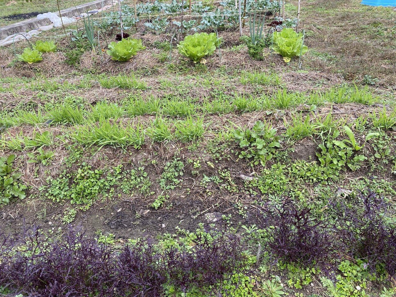 Vol 85 サニーレタス 春菊 カラシナ 虫除けになってくれる野菜の種まき ころの庭自然菜園ーハーブやアロマもー Note