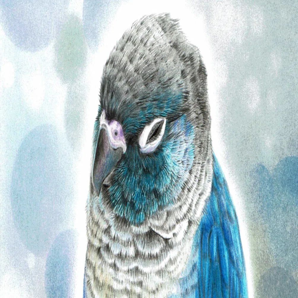 色鉛筆画ウロコインコ｜kurico