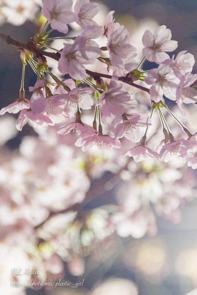 桜の色のこと ぷらいまり Note 桜の色のこと ぷらいまり Note
