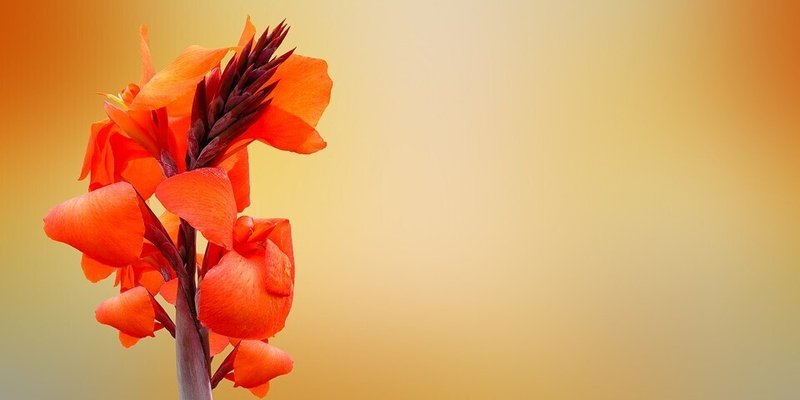 カンナの花 の花言葉 子宝 漢那英樹 Note
