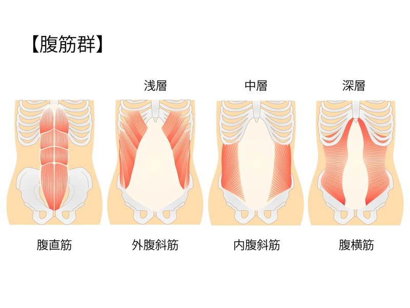 腹筋　腹横筋　コルセット