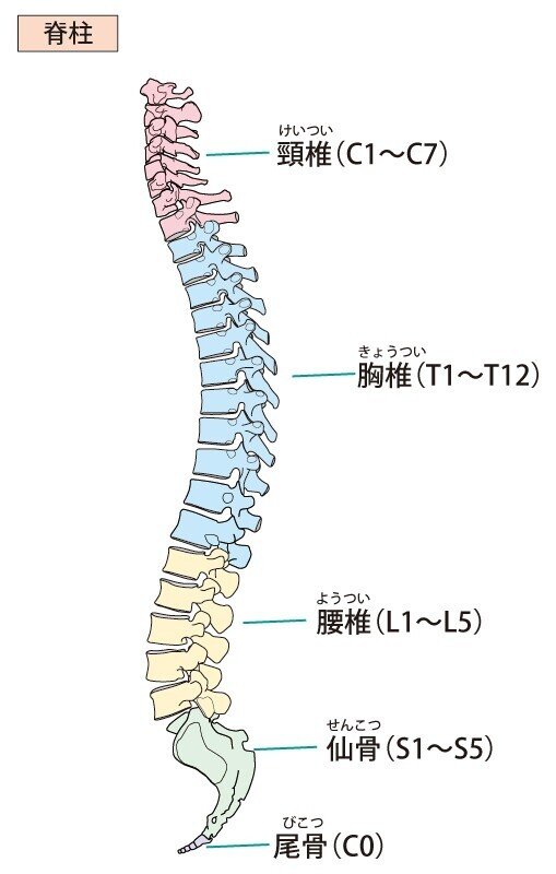 脊柱　背骨