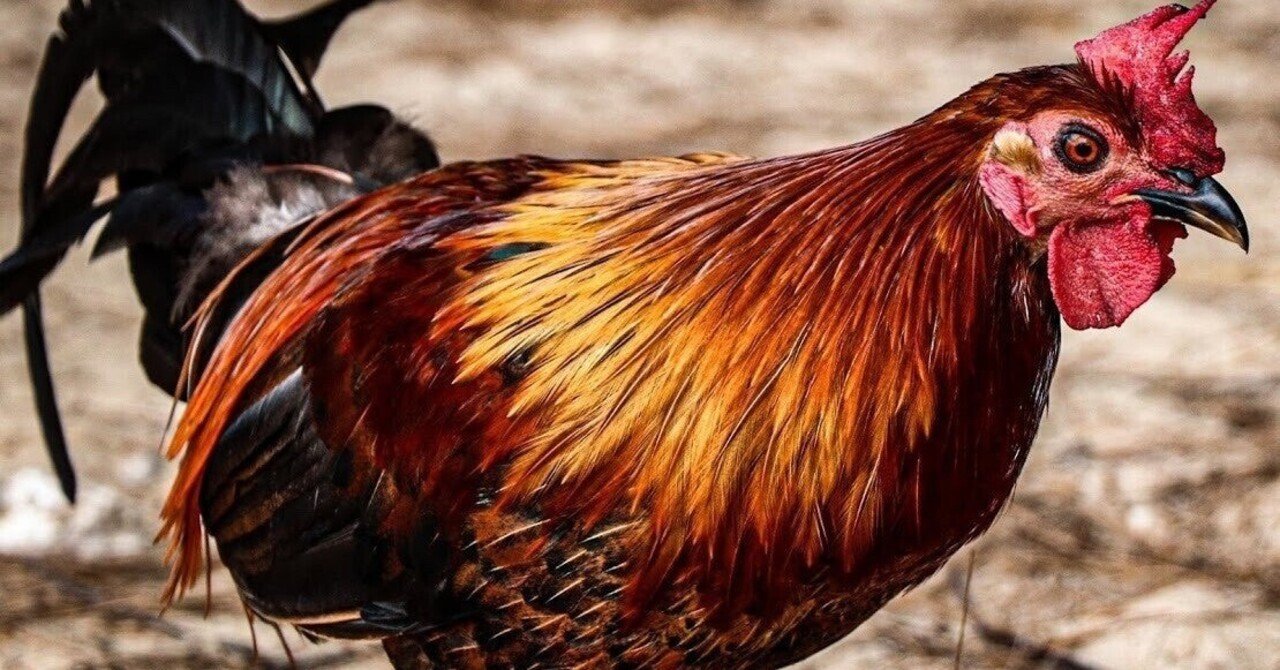 辻 画家 (鹿児島大学) の絵 二羽のニワトリ