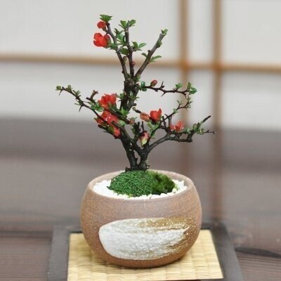 楽天市場】ミニ盆栽 睡蓮木 受け皿付き ミニミニ盆栽 花