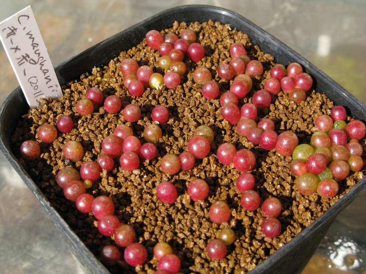 タネまきから始めるコノフィツムの栽培｜conocono