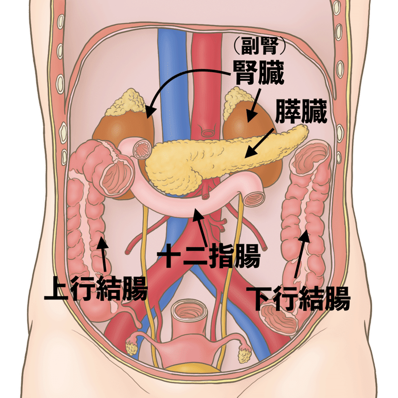 他にもあるけど主に痛くなりやすい所　内臓　腎臓　後腹膜臓器