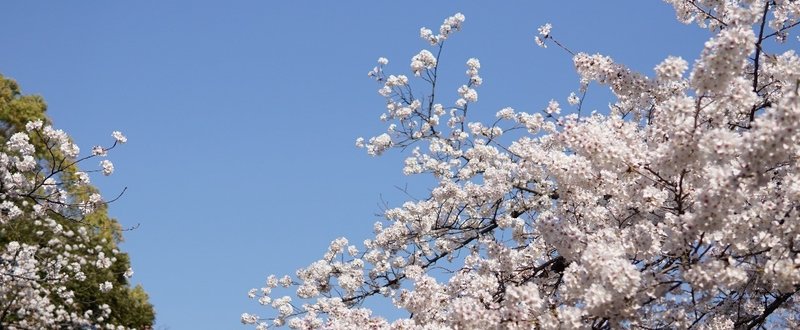 【アラマガ最終回】桜が散っても、この目で見た美しさは色褪せない