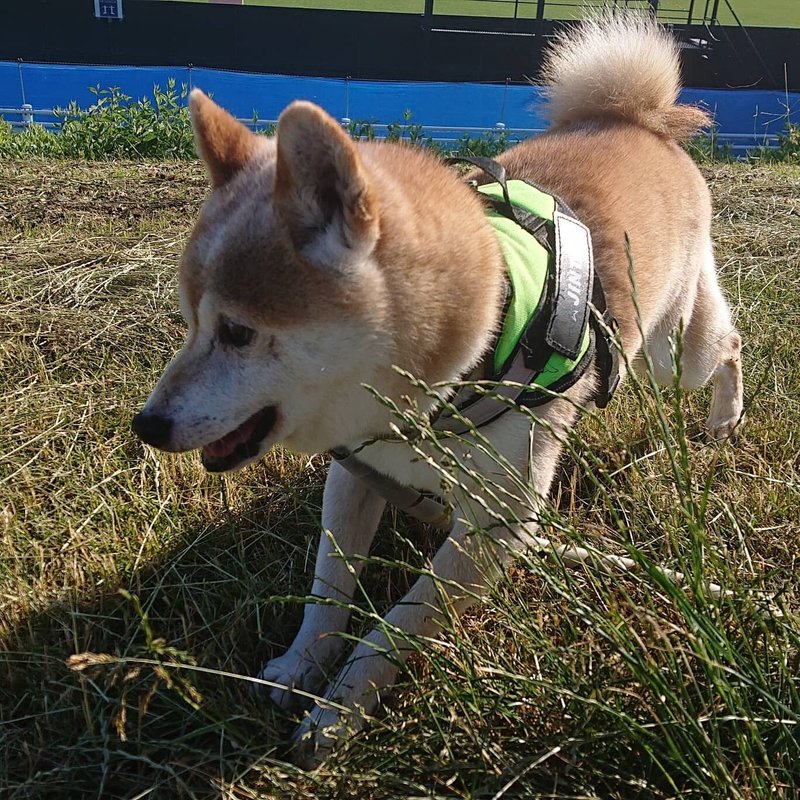 多頭飼育崩壊 の新着タグ記事一覧 Note つくる つながる とどける