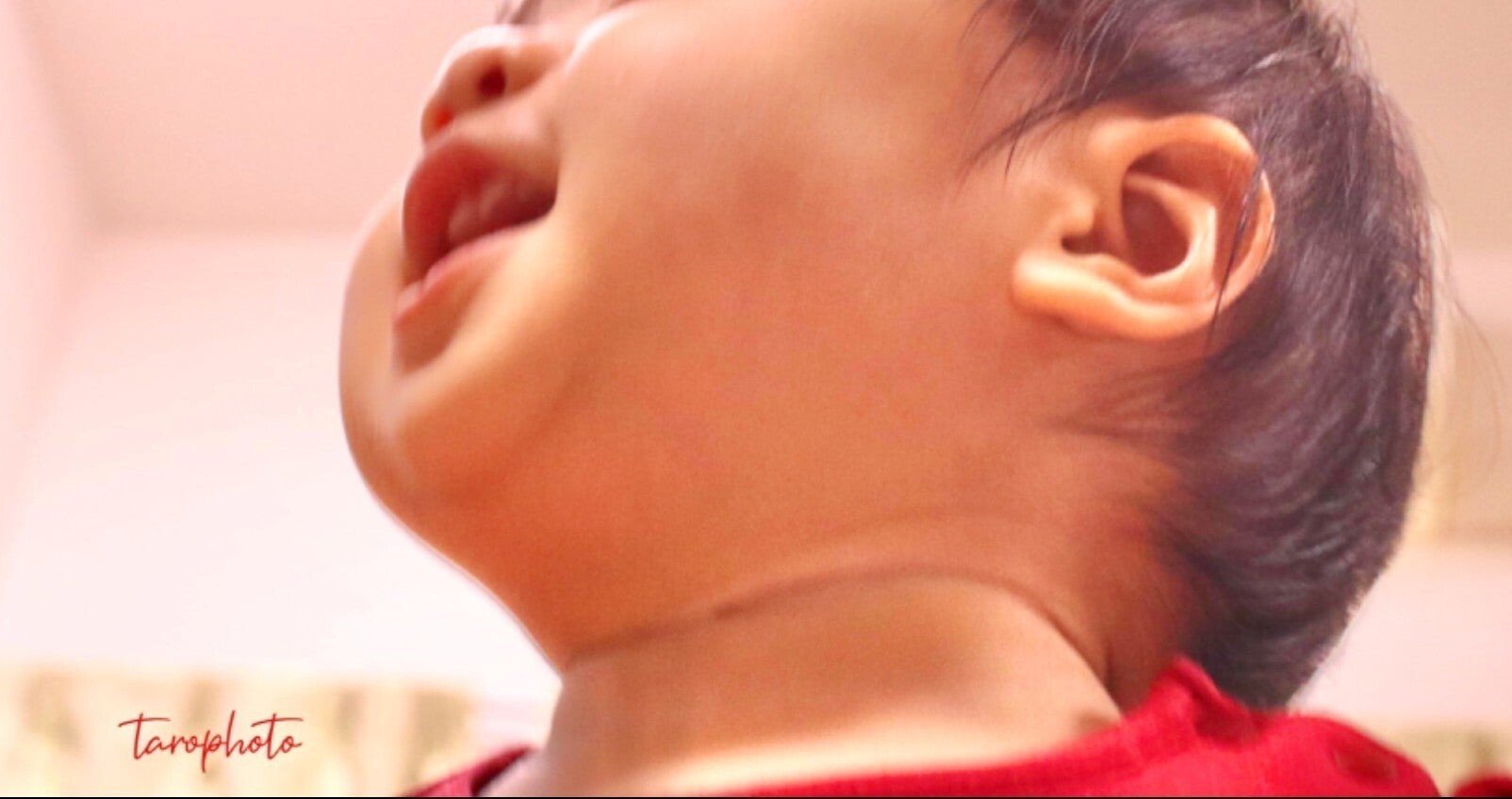 ポケモンの名前 森うさぎ Note