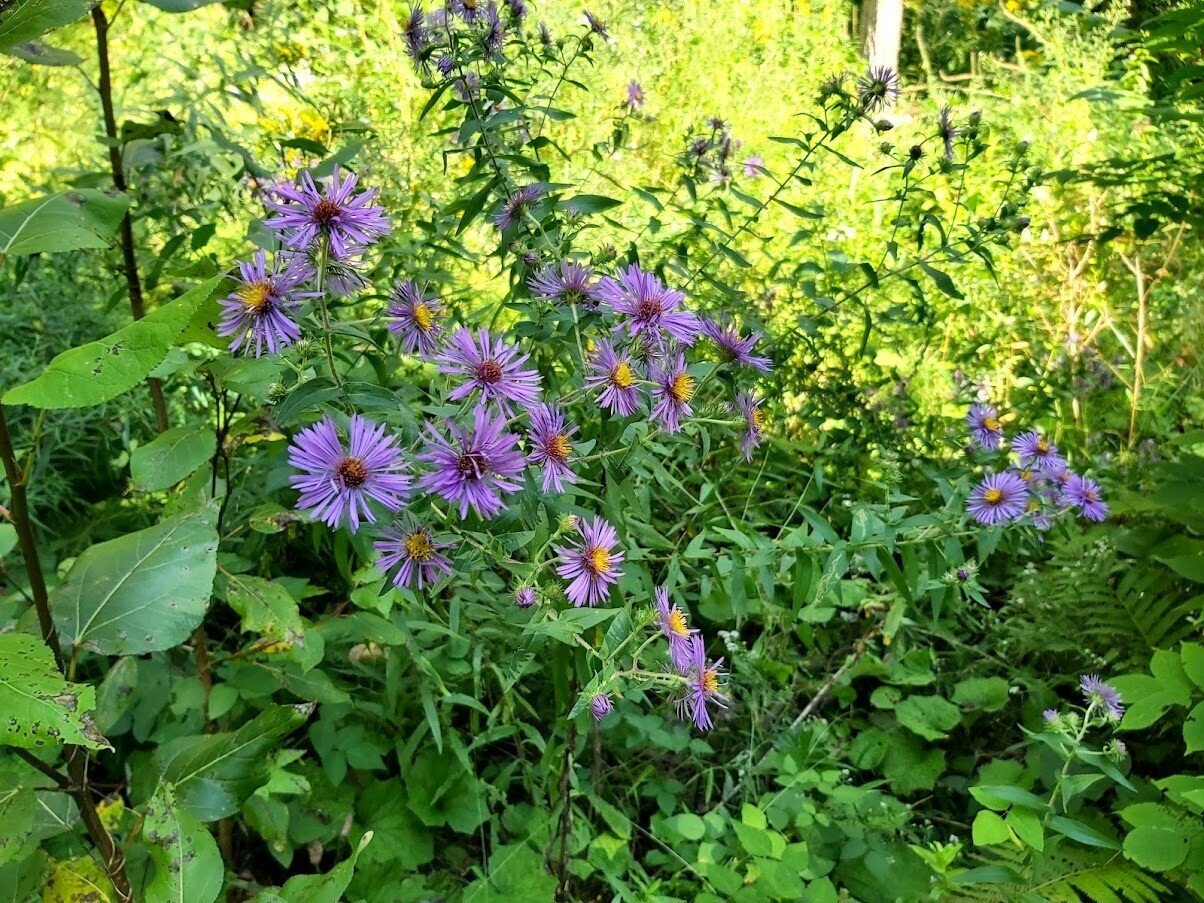 ヨッシーの 素人 植物記 晩夏編 初トレイルと大豆畑の美 たなかよしあき Note ヨッシーの 素人 植物記 晩夏編 初トレイルと大豆畑の美 たなかよしあき Note