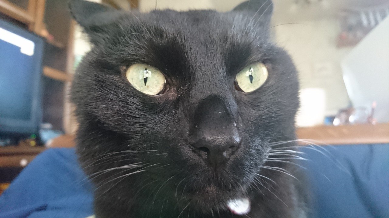 腕組んでた猫 笑い猫 細村誠 Note