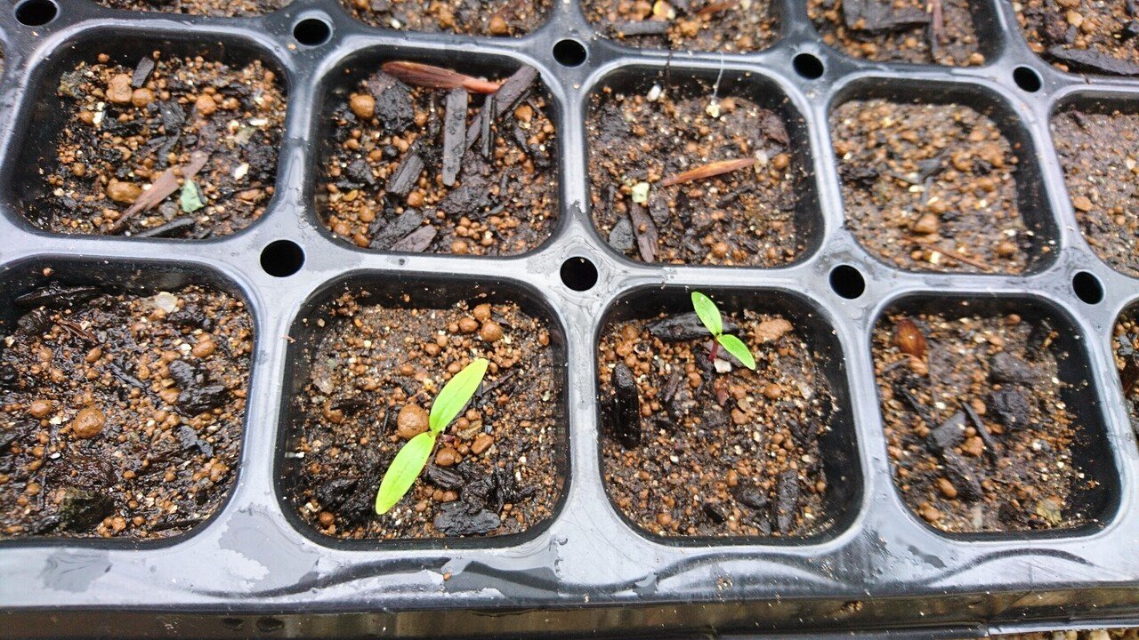 アオダモ種子の秋蒔き！21年早くも発芽してきました！｜雑木の苗と草花