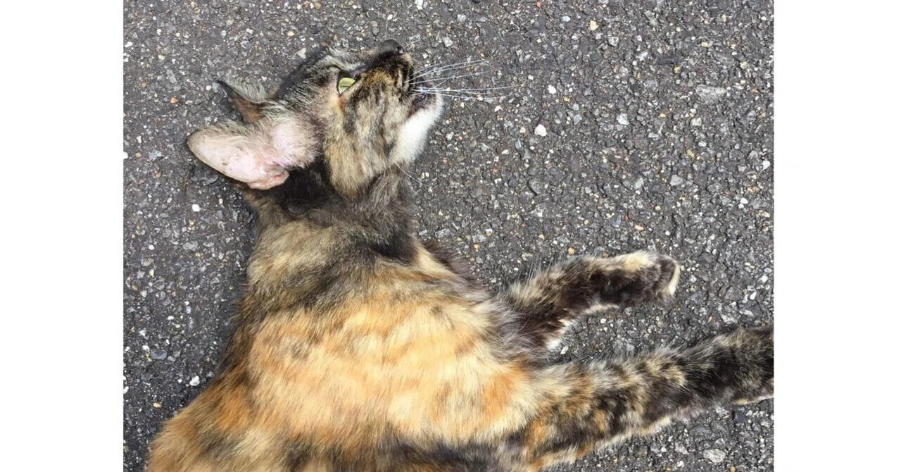 帰ってきた 錆猫ちゃん 晴田そわか Note 帰ってきた 錆猫ちゃん 晴田そわか Note