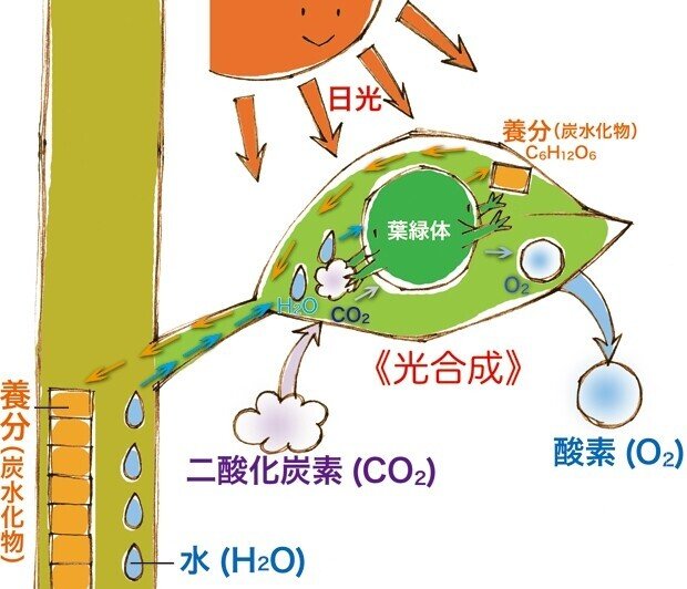 プラスチック追放運動はグリーン ウォッシュです2 ピノ君 Note プラスチック追放運動はグリーン ウォッシュです2 ピノ君 Note