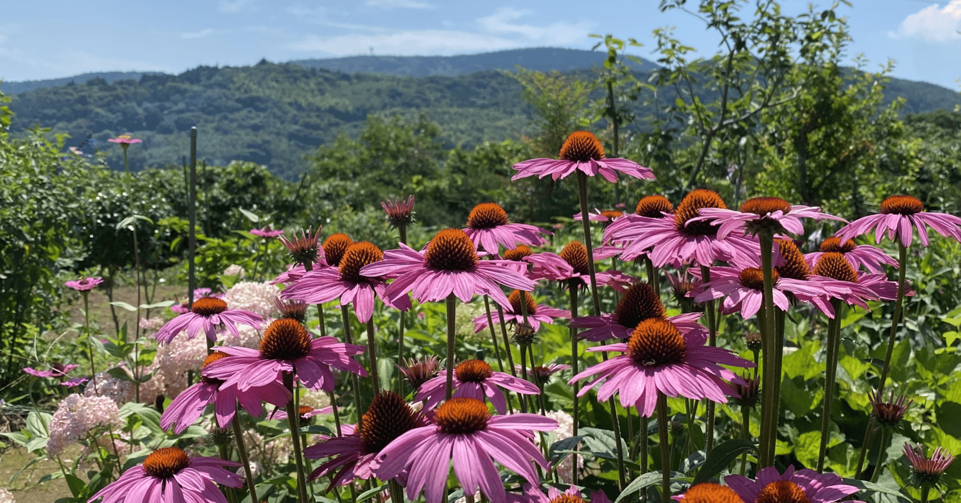 樹木の不思議な話 - 庭｜haco 🍀ガーデンプランナー🌱庭のある暮らし  