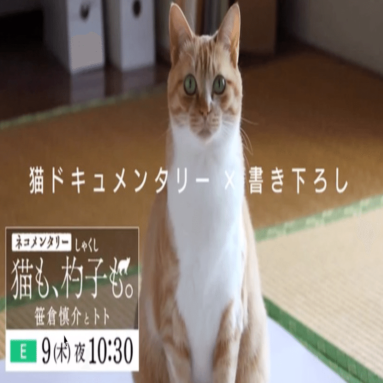 ネコメンタリー 猫も、杓子も。｜笹倉慎介／Shinsuke Sasakura