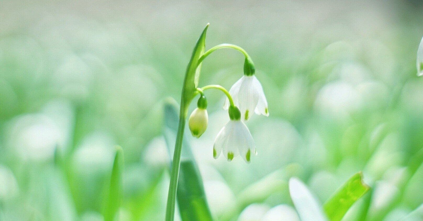 植物の精霊 ロイ未来 Note