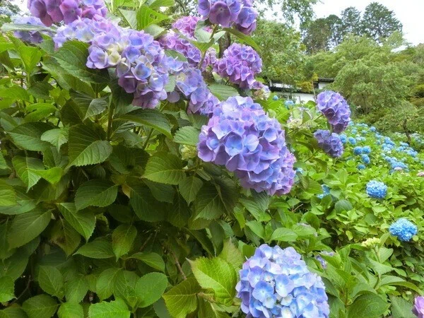 画像74