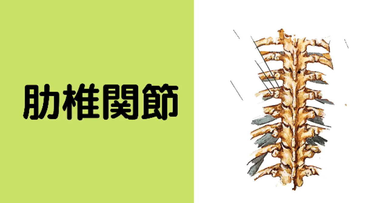肋椎関節｜岩瀬勝覚