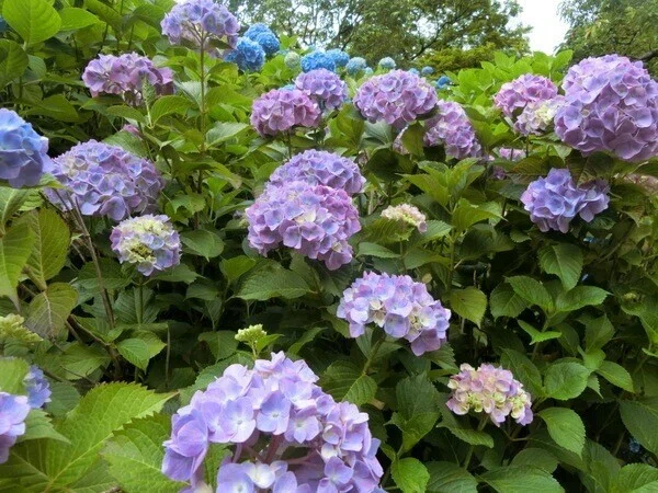 画像77