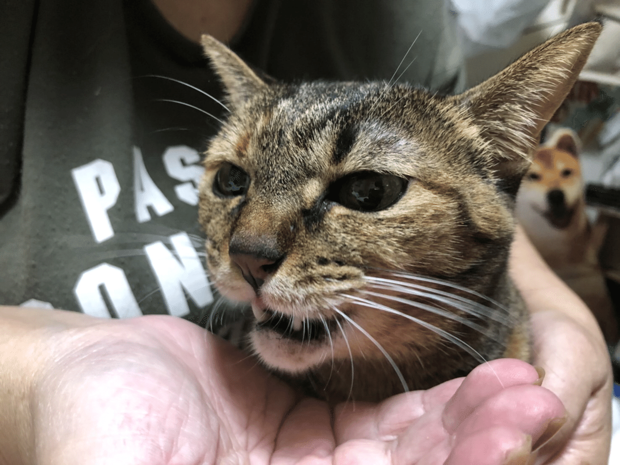 歯磨きおやつを食べた猫に訪れた試練とその結末｜kochibi(こちび)｜note