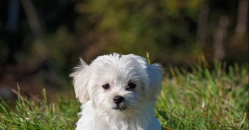 犬の椎間板ヘルニア治療薬ステムキュア Future World Note 犬の椎間板ヘルニア治療薬ステムキュア Future World Note