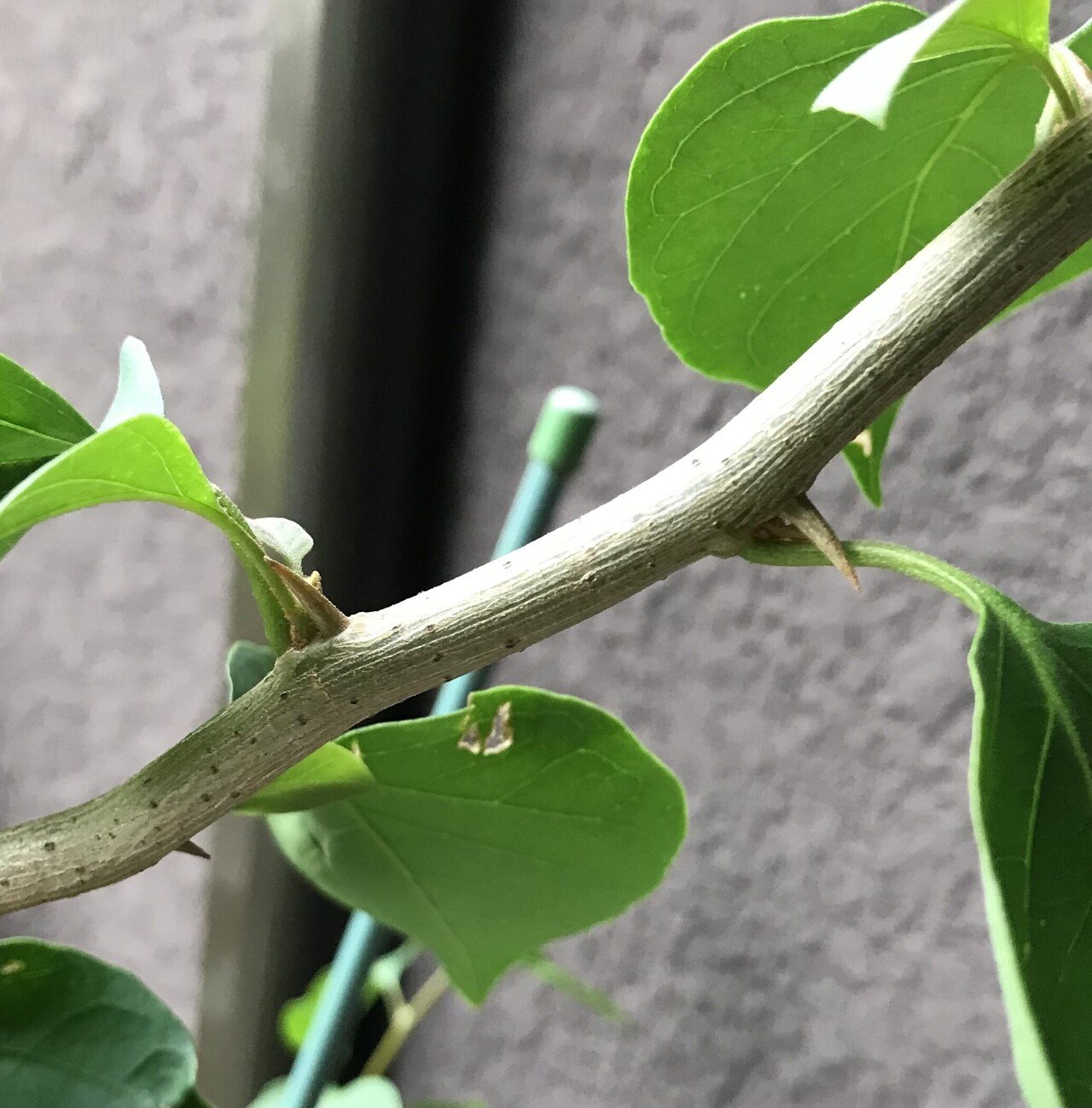 ブーゲンビリア 華やかな贈り物 Megu 家庭菜園と刺しゅう好き Note ブーゲンビリア 華やかな贈り物 Megu 家庭菜園と刺しゅう好き Note