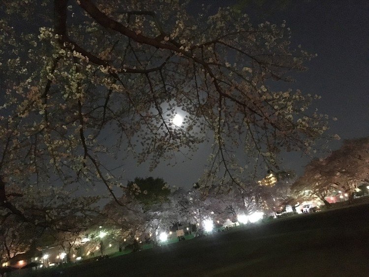 #夜桜と満月

