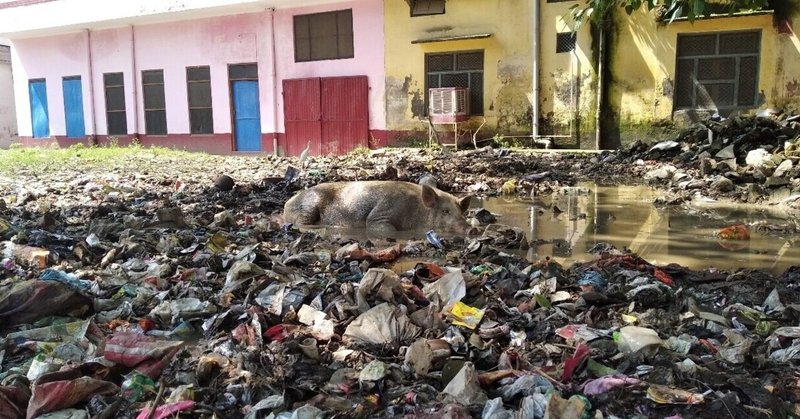 18 水溜りで昼寝楽しき豚の国 - なぜインドには野良豚がいるのか