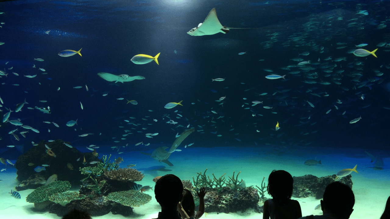 水族館その2 水族館 写真 花咲 空輝 Note