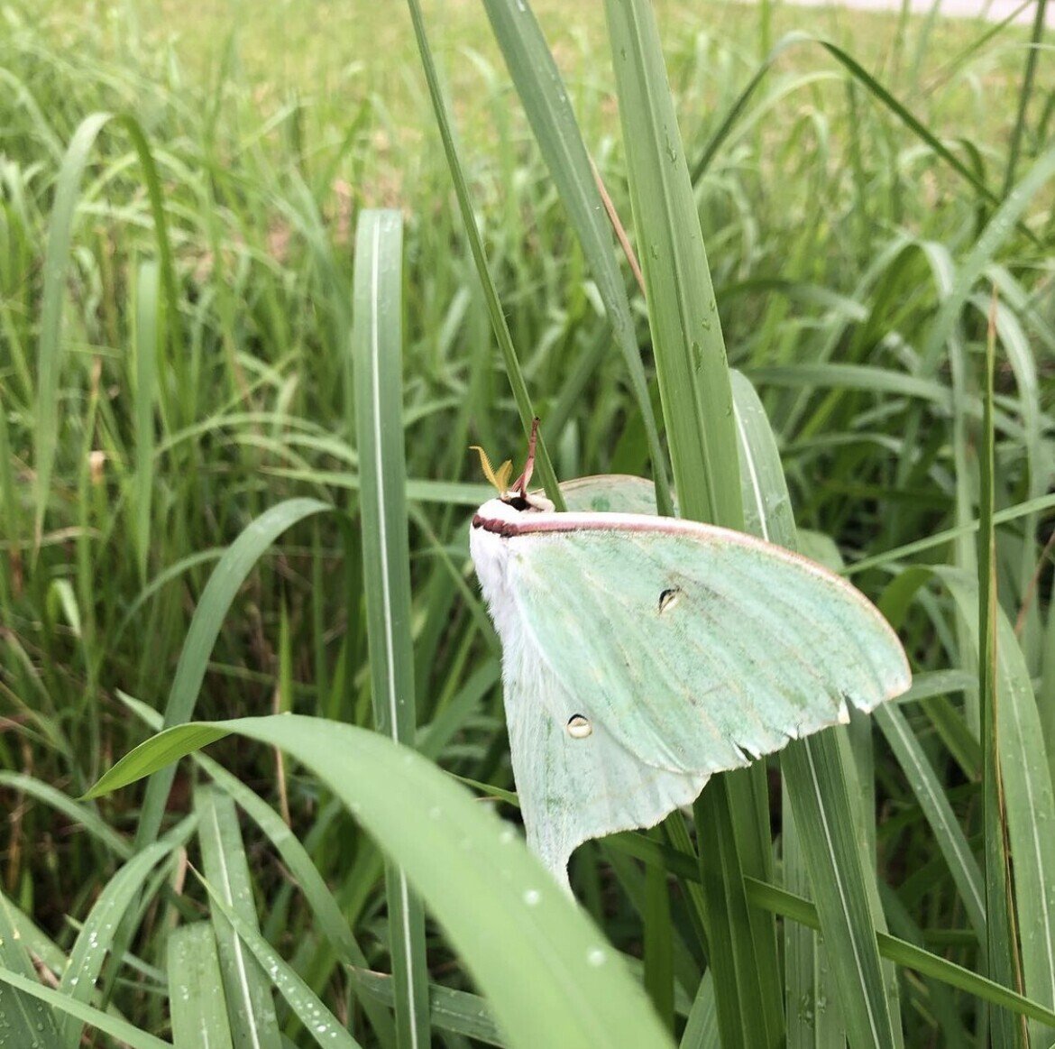 月の夜に映える美しい蛾 オオミズアオ Noriaki Kawanishi 田舎暮らしデザイナー Note 月の夜に映える美しい蛾 オオミズアオ Noriaki Kawanishi 田舎暮らしデザイナー Note