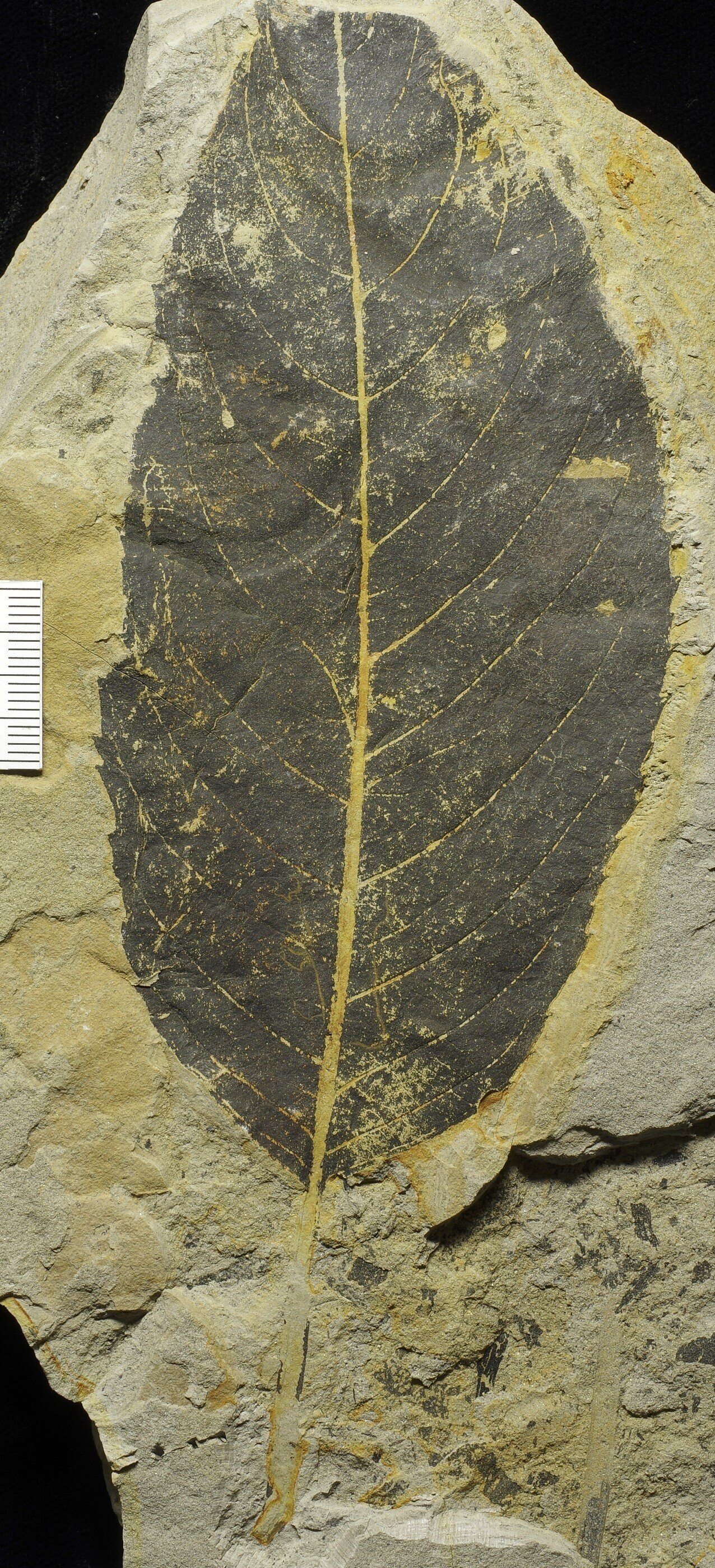 木の葉化石6： Salix palaeofutura｜北海道の木の葉化石博士