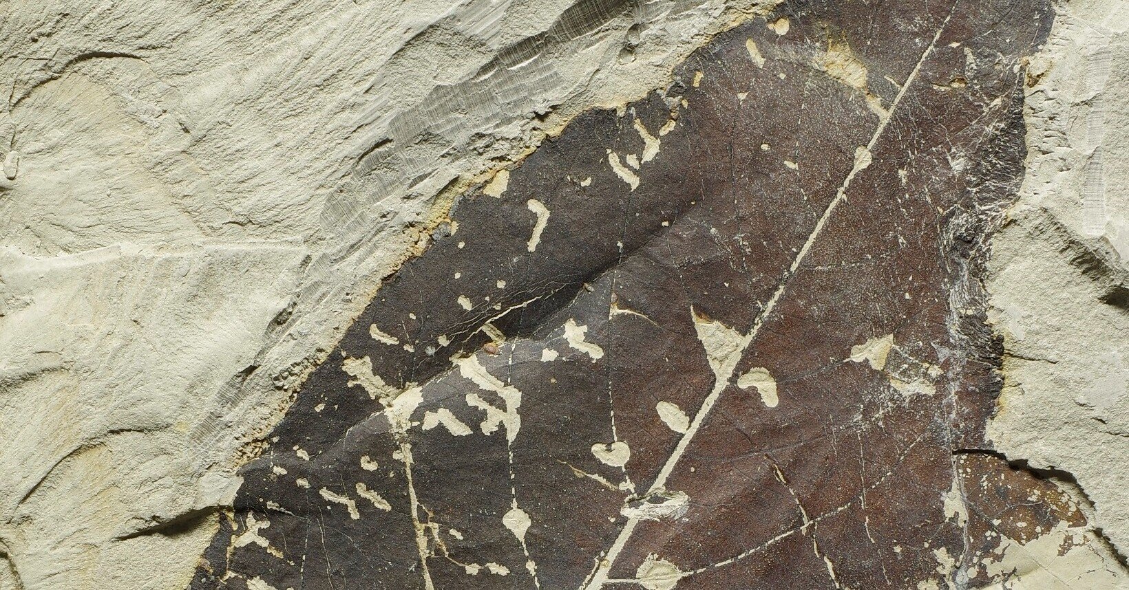 木の葉化石6： Salix palaeofutura｜北海道の木の葉化石博士