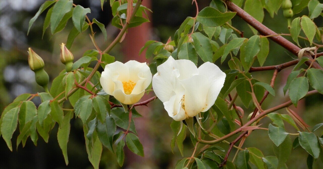 バラの歴史からみたマリア様がみてる「いばらの森」と「バラのトゲ