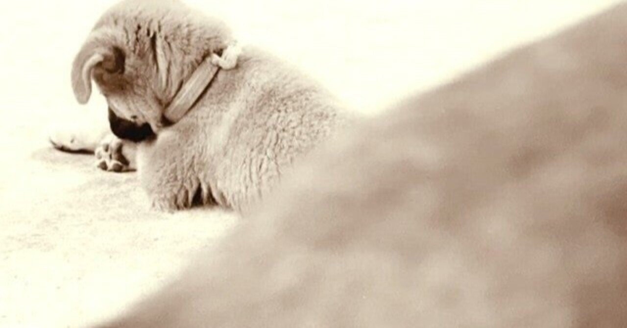 若冲の『百犬図』のわんころたちの可愛さの不思議。｜おうよう【浮世絵