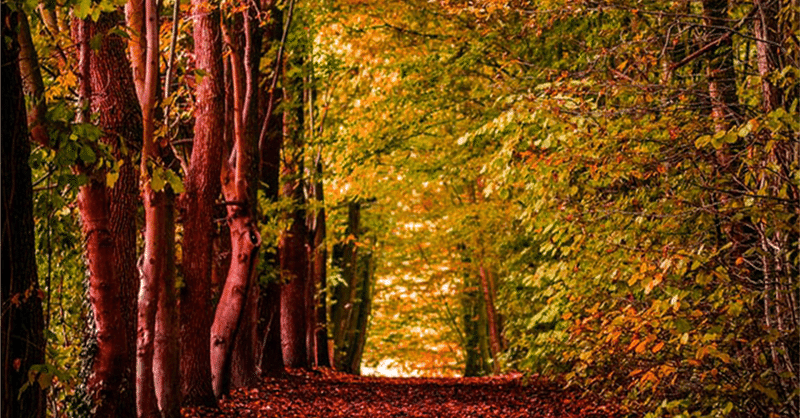 【簡単Photoshop＃7】30秒で秋色に景色を変える