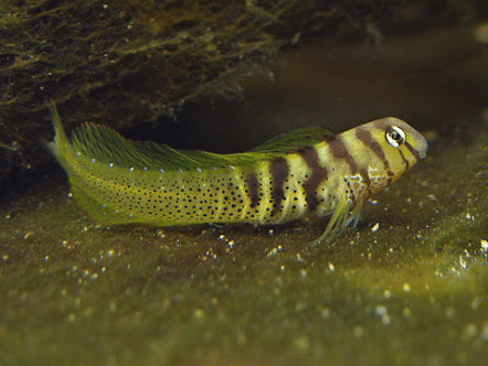 お魚図鑑 君の名は ナベカ Shinmr Note