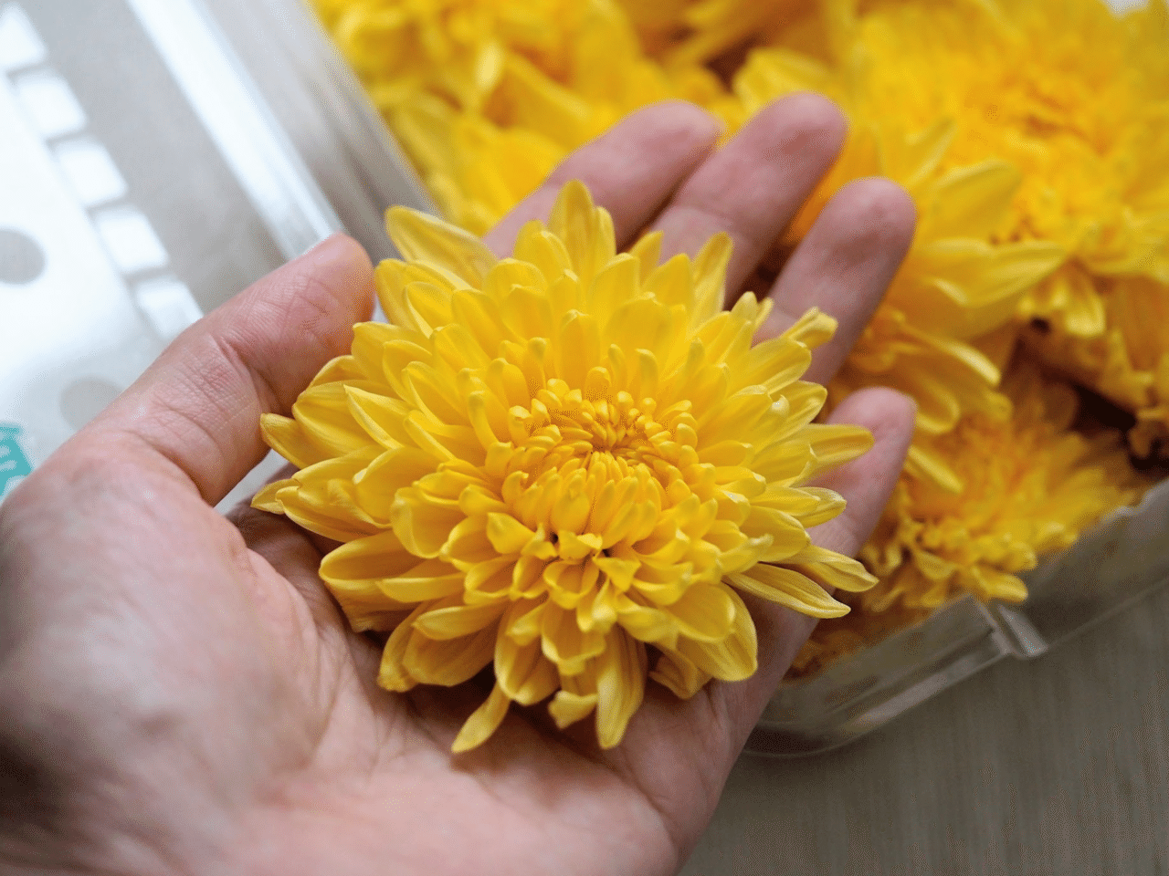 食用菊の基本の下ごしらえ いつもの食卓でたのしむ重陽の節句 お粥研究家 鈴木かゆ Note 食用菊の基本の下ごしらえ いつもの食卓でたのしむ重陽の節句 お粥研究家 鈴木かゆ Note