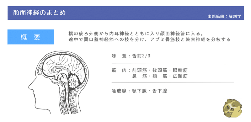 自律神経系を分かりやすく解説 薬剤師国家試験 マインドマップ薬学