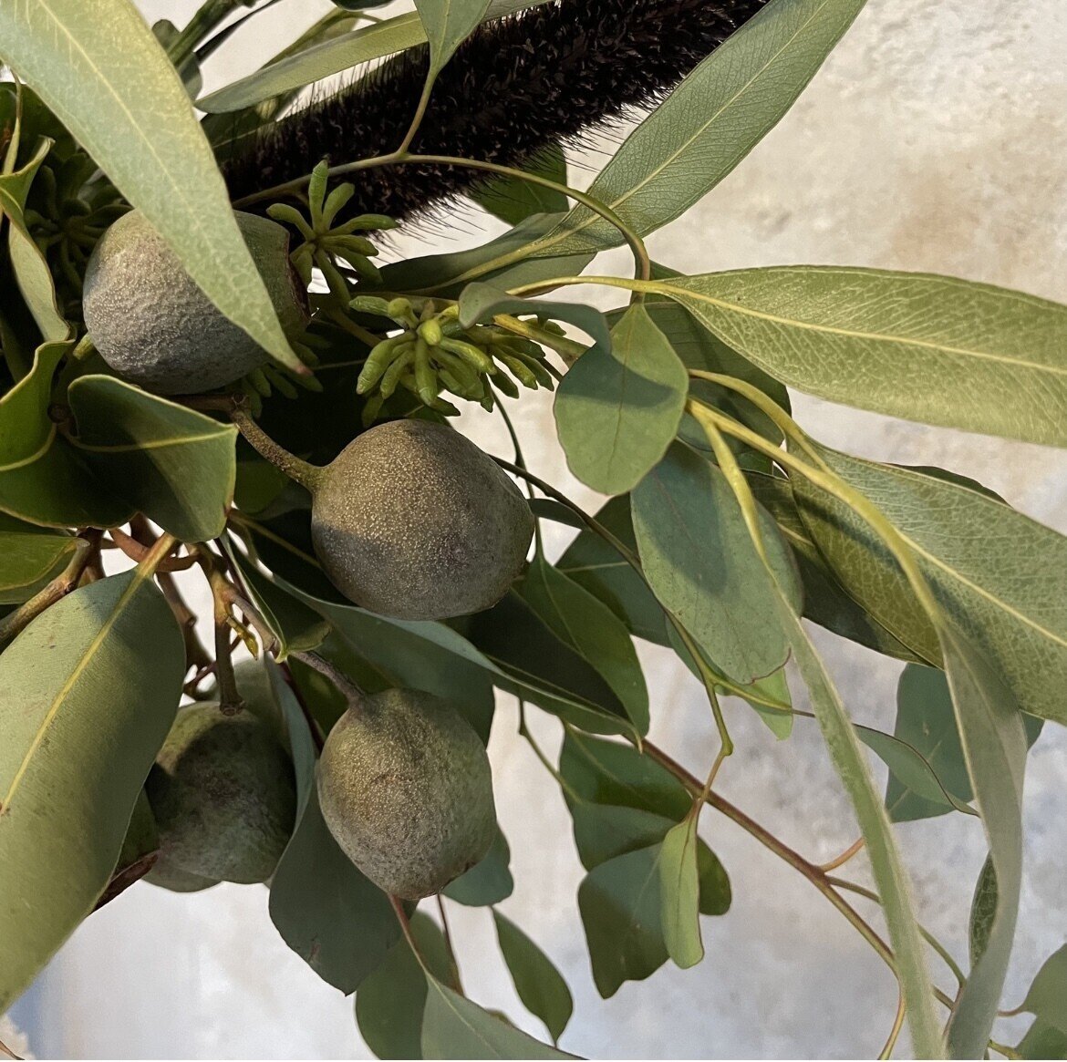 ドライフラワーにしやすいお花の定期便 9月号の紹介 Greenpiece Note ドライフラワーにしやすいお花の定期便 9月号の紹介 Greenpiece Note